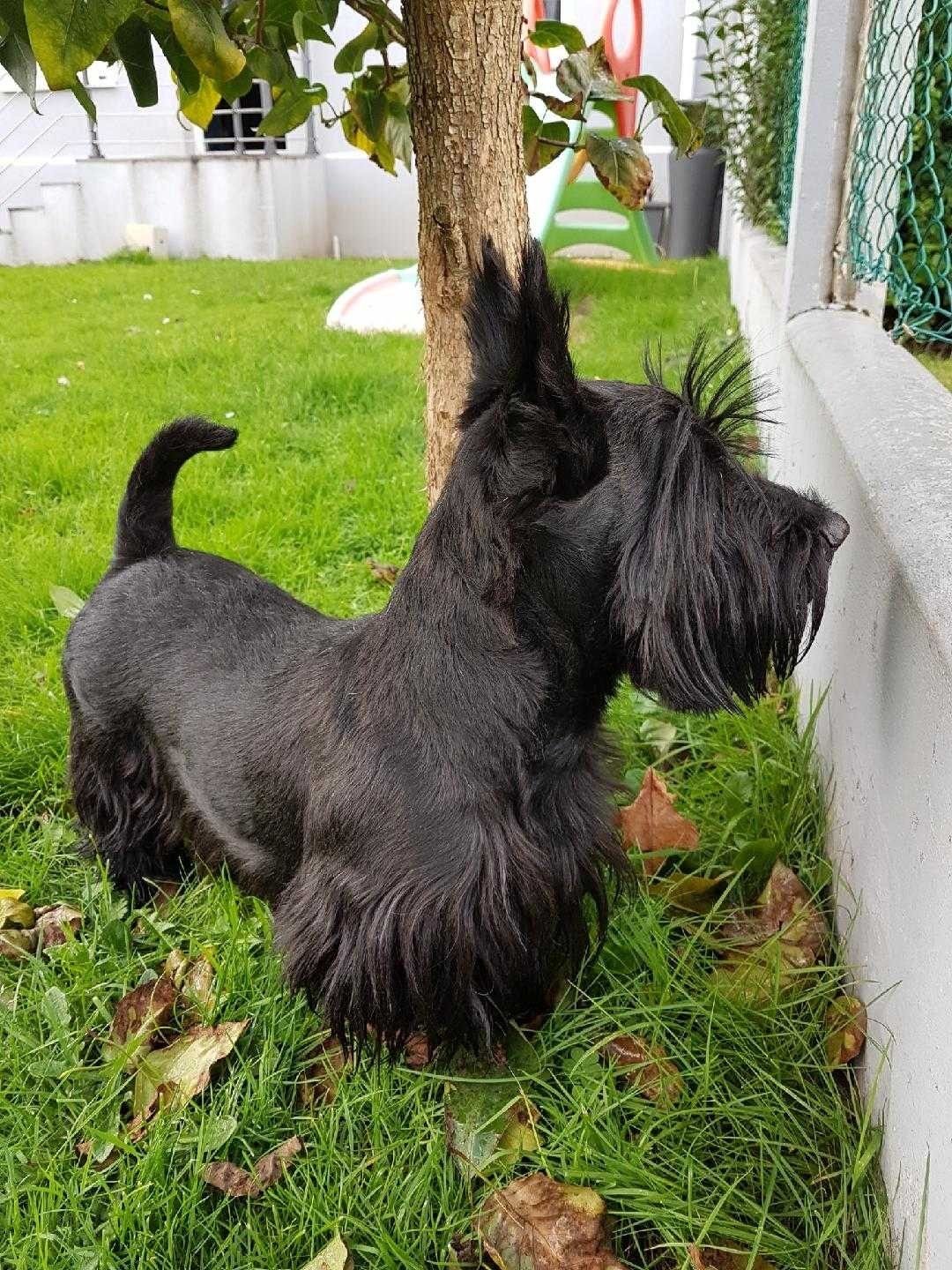 Scottish Terrier puppies playing happily with children